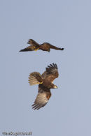 Marsh Harrier