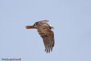 Marsh Harrier