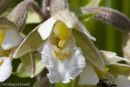 Marsh Helleborine