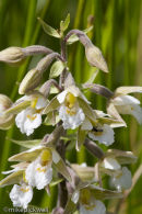 Marsh Helleborine