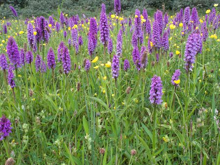 Marsh Orchids