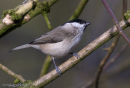Marsh Tit