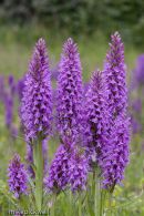 Marsh orchid common spotted hybrid