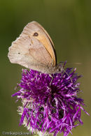Meadow Brown