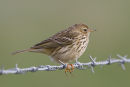 Meadow Pipit