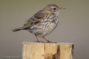 Meadow Pipit