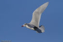 Mediterranean Gull