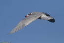 Mediterranean Gull