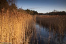 Winter light on the reeds