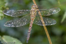 Migrant Hawker