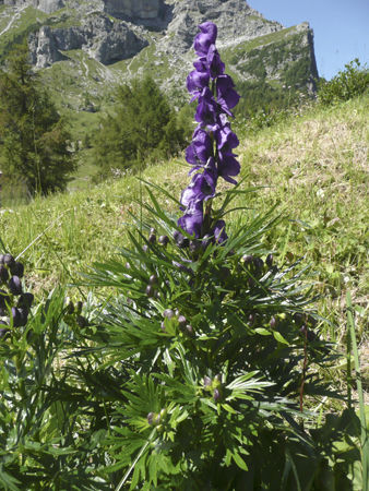Monkshood