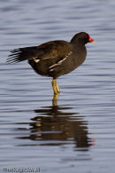 Moorhen in early morning light.
