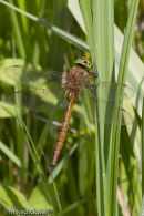 Norfolk Hawker