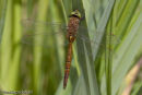 Norfolk Hawker