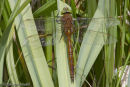 Norfolk Hawker