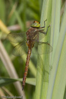 Norfolk Hawker
