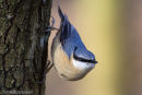 Nuthatch