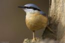 nuthatch