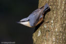 Nuthatch