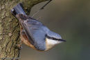 Nuthatch