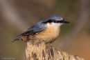 Nuthatch