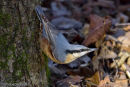 Nuthatch