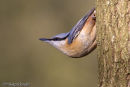 Nuthatch