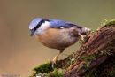 Nuthatch