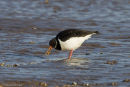 Oystercatcher