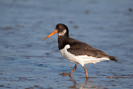 Oystercatcher