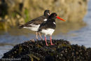 Oystercatcher