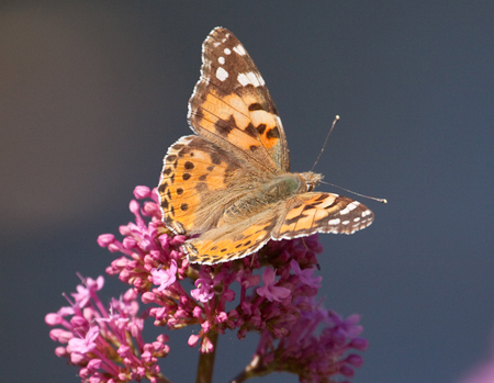 Painted Lady