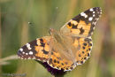 Painted Lady