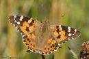 Painted Lady 