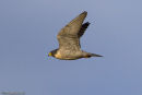 Peregrine Falcon