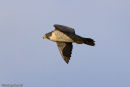 Peregrine Falcon