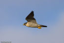 Peregrine Falcon