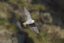 Peregrine Falcon