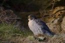 Peregrine Falcon