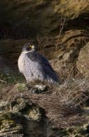 Peregrine Falcon