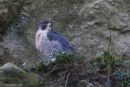 Peregrine Falcon