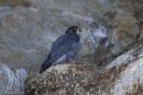 Peregrine Falcon