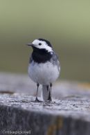 Pied Wagtail