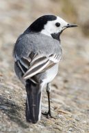 Pied Wagtail