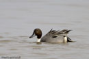 Pintail