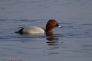 Male Pochard