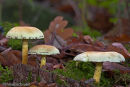 Poison Pie (Hebeloma species)
