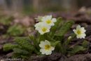 Primrose