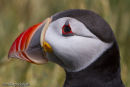Puffin