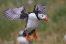 Puffin  landing in the colony.